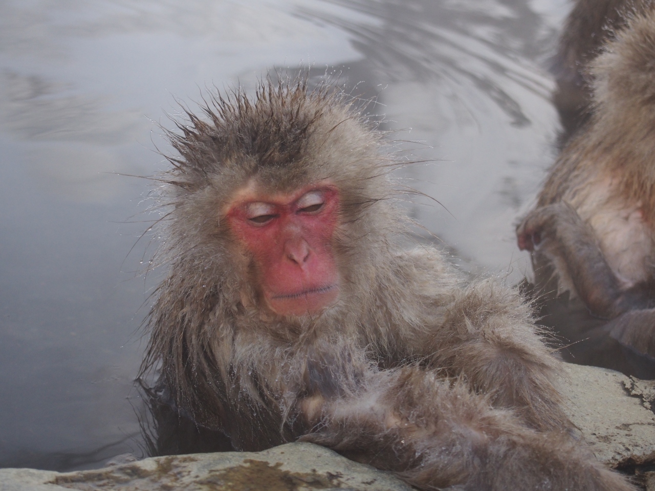 入浴中のお猿さんを見てきました 湯田中渋温泉郷 志賀高原 長野県 の旅行記 ブログ By ぶうこママさん フォートラベル 入浴中のお猿さんを見てきました 湯田中渋温泉郷 志賀高原 長野県 の旅行記 ブログ By ぶうこママさん フォートラベル
