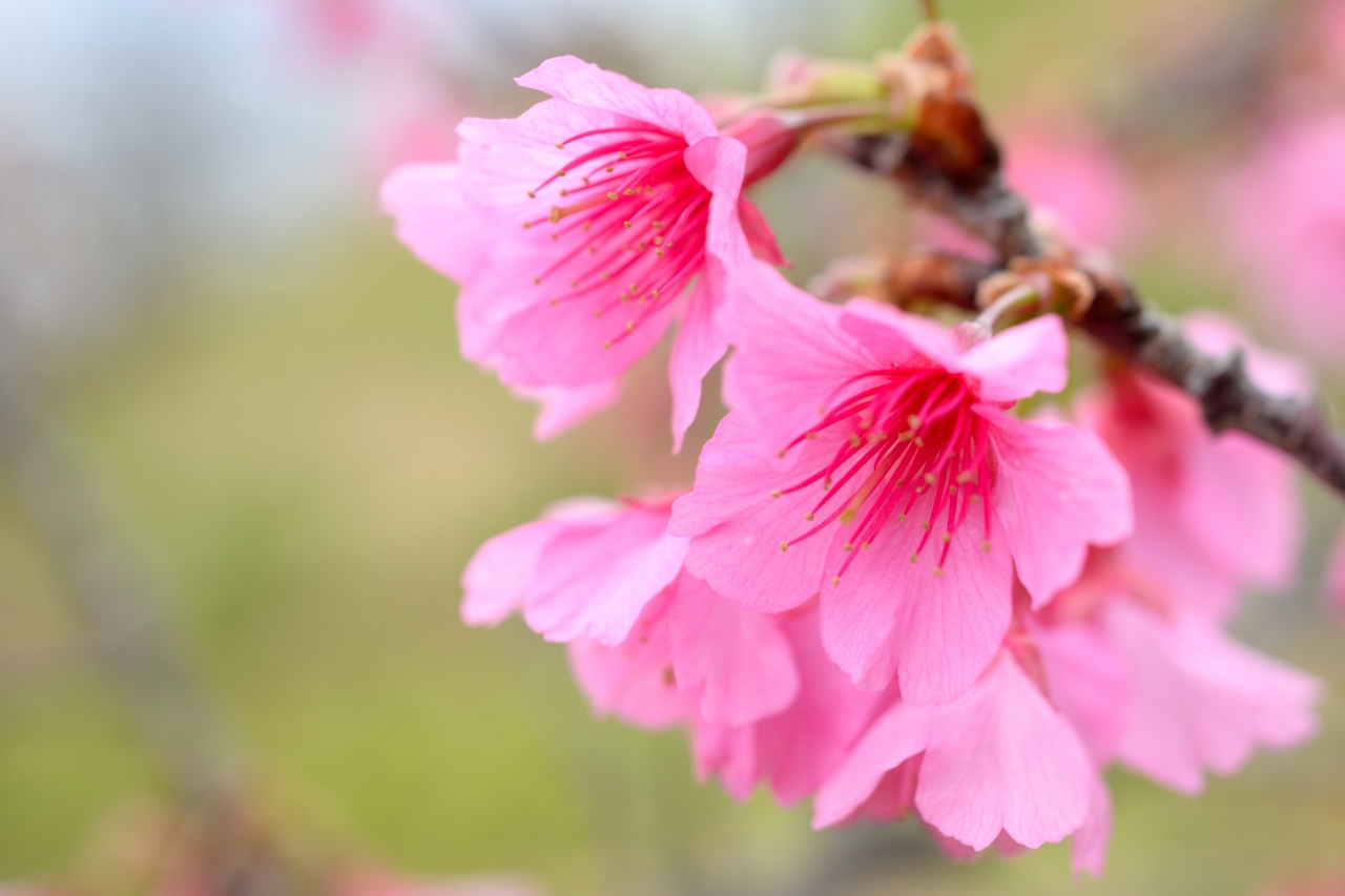 沖縄本島北部から日本一早い桜だより １ 日本の春はここからはじまる 15 名護さくら祭り編 名護 沖縄県 の旅行記 ブログ By 紅い翼さん フォートラベル