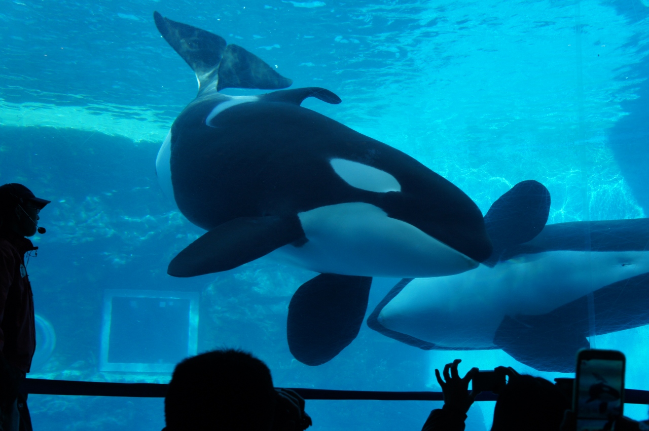 3歳児と行く 名古屋1泊2日 人気のプラネタリウム シャチの親子に会いに行こう 愛知県の旅行記 ブログ By はるさん フォートラベル 3歳児と行く 名古屋1泊2日 人気のプラネタリウム シャチの親子に会いに行こう 愛知県の旅行記 ブログ By はるさん フォートラベル