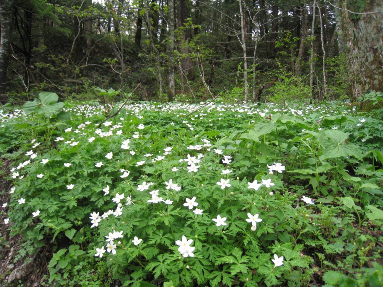 上高地の二輪草の花 上高地 長野県 の旅行記 ブログ By みさおさん フォートラベル