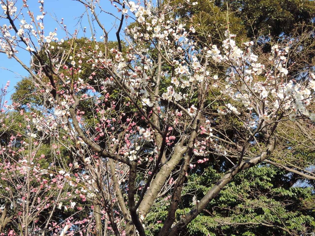 小石川後楽園の梅かおる庭園を散策してきました 神楽坂 飯田橋 東京 の旅行記 ブログ By たびえさん フォートラベル