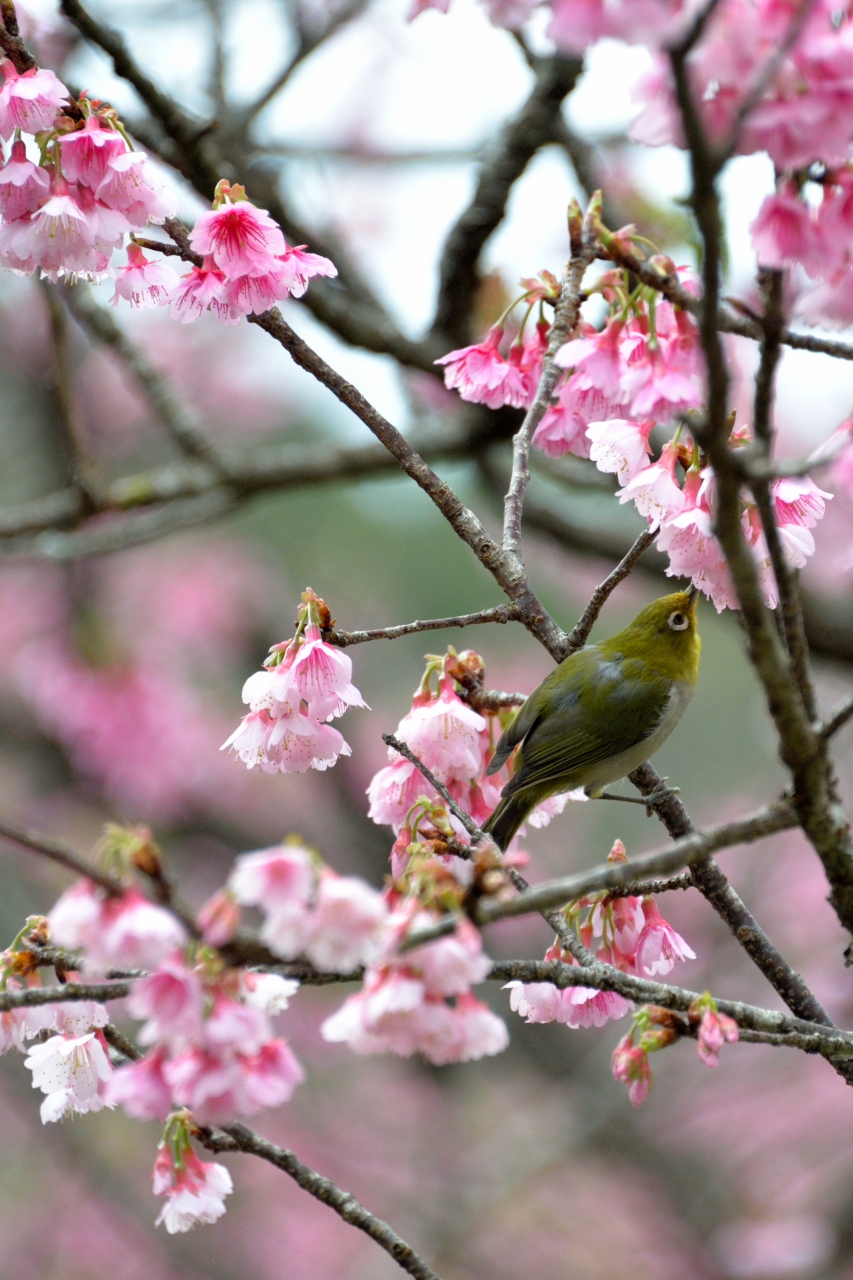 沖縄本島北部から日本一早い桜だより ３ さくら ひとあし お咲きに 15 本部八重岳桜まつり編 美ら海 本部 今帰仁 沖縄県 の旅行記 ブログ By 紅い翼さん フォートラベル