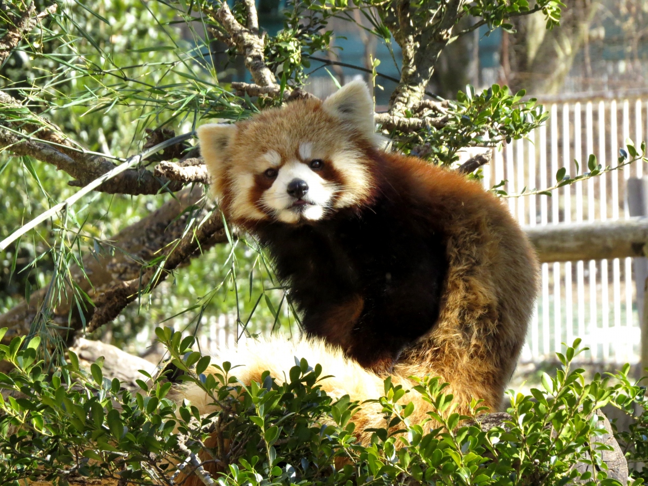 【印刷可能】 ひ から 始まる 動物 192627ひ から 始まる 動物 BestWalltran