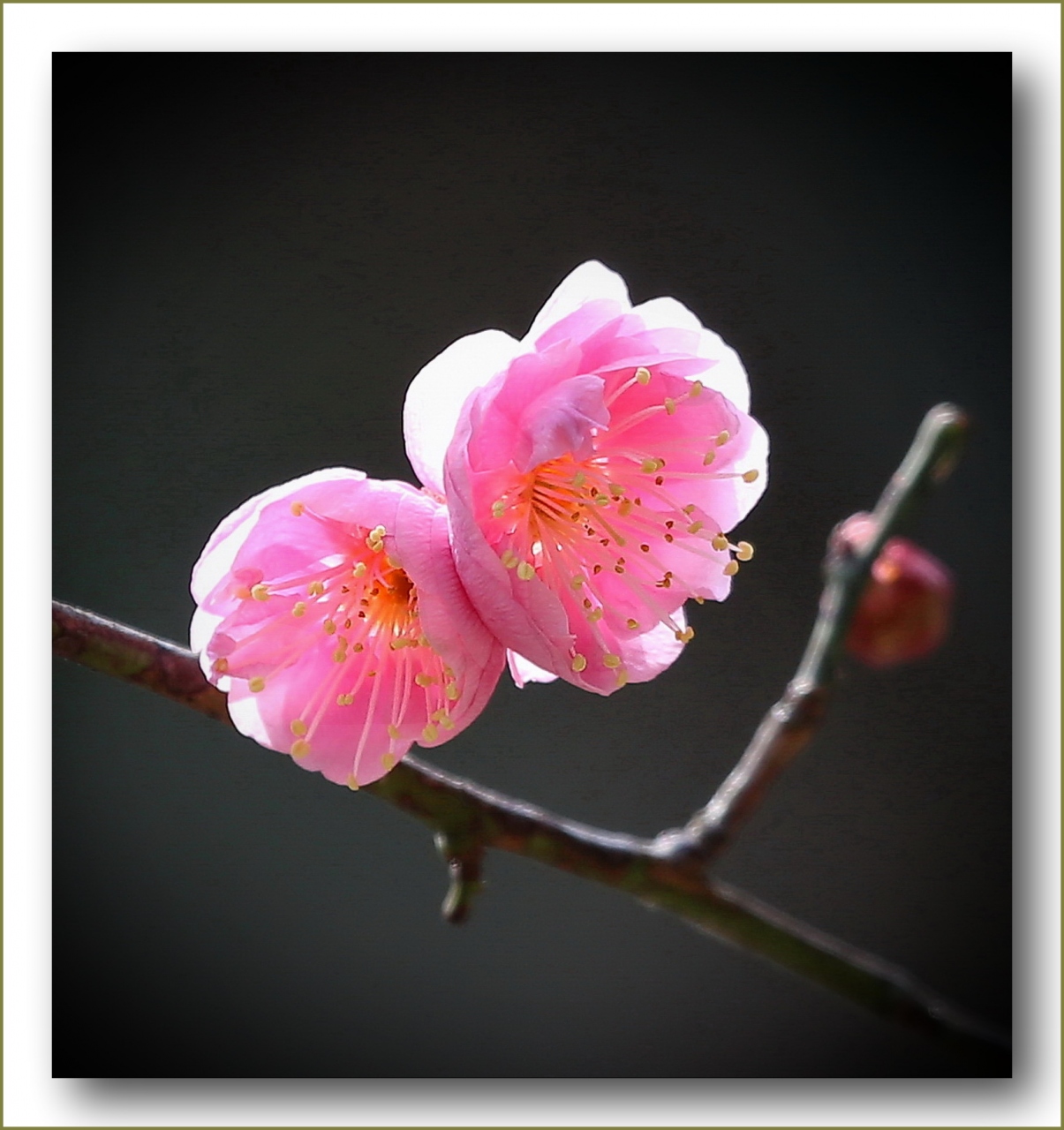 Solitary Journey 1518 確実に近づく春の訪れ 白色や淡いピンク色の梅の花たちが咲きはじめました 縮景園で梅見茶会 広島県広島市 広島市 広島県 の旅行記 ブログ By Mechagodzilla 703さん フォートラベル