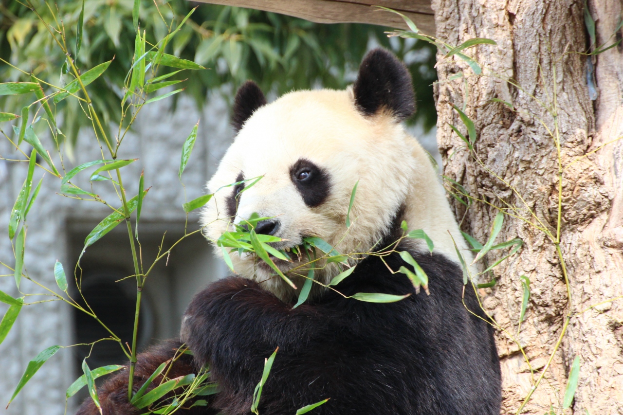 今度こそレッサーパンダのミンファちゃんに会いに神戸の王子動物園へ ３ ミッションno ３ ジャイアントパンダの旦旦ちゃんの３度のお食事タイム ミッションno ４ ホッキョクグマの雪あそび 神戸 兵庫県 の旅行記 ブログ By まみさん フォートラベル