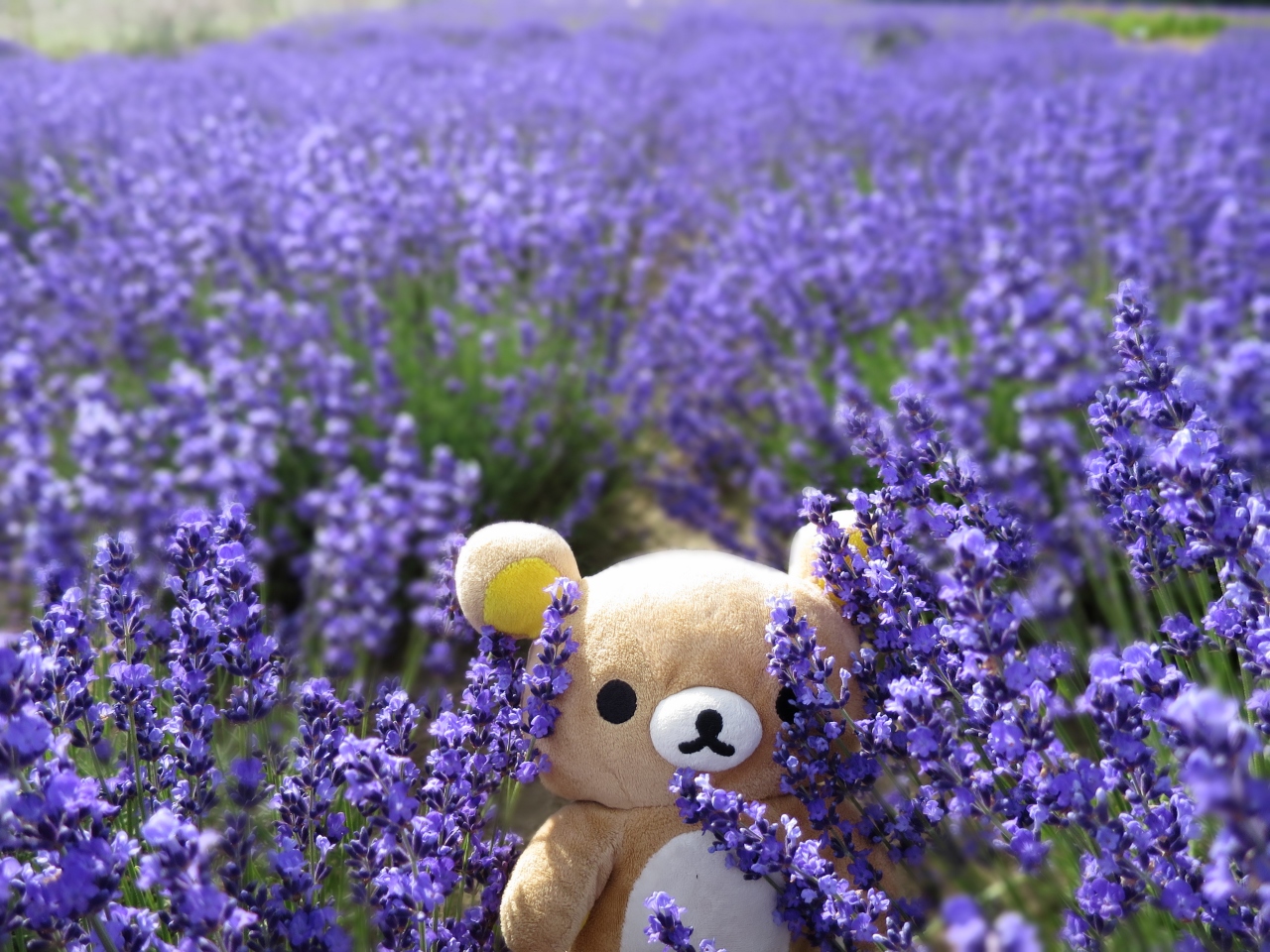 北海道で一番高い場所に登ってクマす 今日は富良野でラベンダー見てくるクマ 富良野 北海道 の旅行記 ブログ By 白き風さん フォートラベル