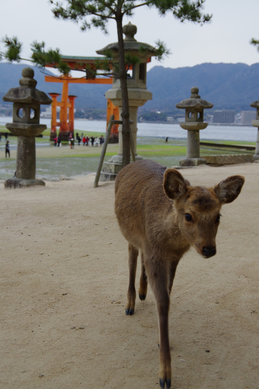 瀬戸内紀行 世界遺産 厳島神社と鹿のお出迎え 宮島 厳島神社 広島県 の旅行記 ブログ By 夜行バスさん フォートラベル 瀬戸内紀行 世界遺産 厳島神社と鹿のお出迎え 宮島 厳島神社 広島県 の旅行記 ブログ By 夜行バスさん フォートラベル