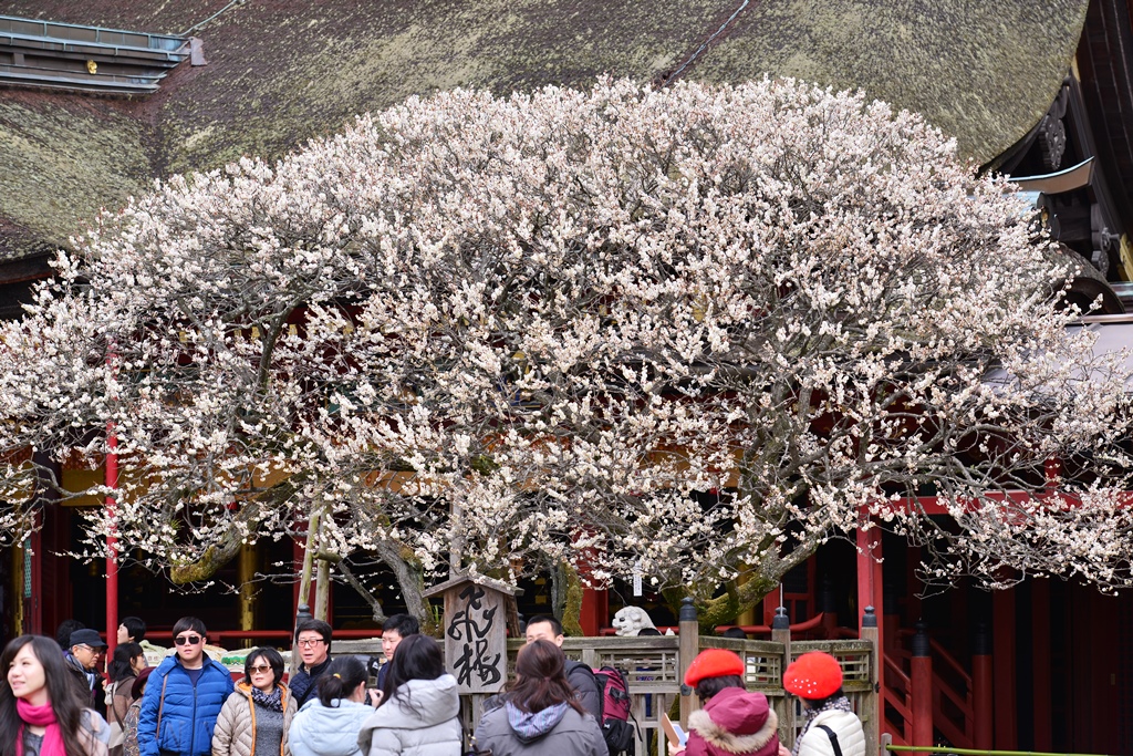 太宰府天満宮 2 飛梅 大宰府 福岡県 の旅行記 ブログ By 気まぐれなデジカメ館さん フォートラベル