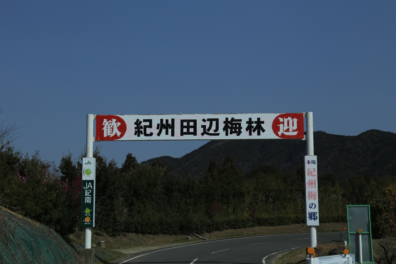 和歌山 梅林