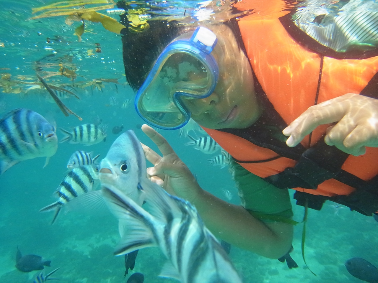 夏休み お魚天国 シャングリラ 夢のリゾート セブ島 フィリピン の旅行記 ブログ By るいるいさん フォートラベル