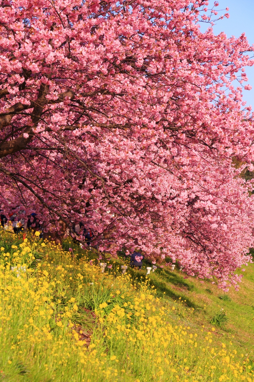 静岡 河津桜とみなみの桜 河津温泉郷 今井浜 静岡県 の旅行記 ブログ By ふーさん フォートラベル 静岡 河津桜とみなみの桜 河津温泉郷 今井浜 静岡県 の旅行記 ブログ By ふーさん フォートラベル