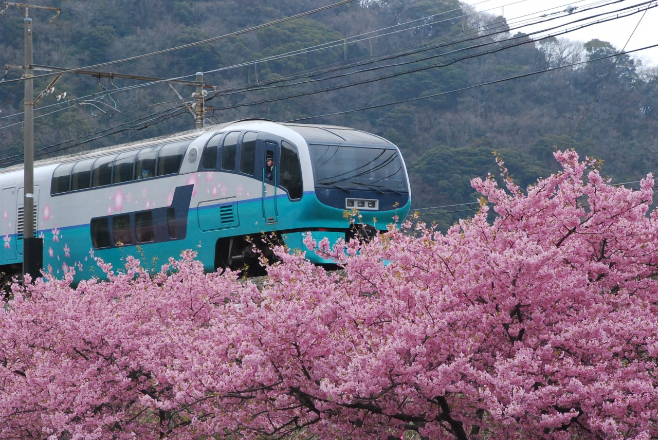 河津 桜 伊豆
