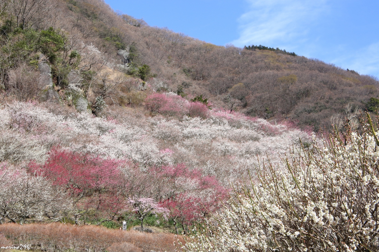 湯河原梅林 梅の宴 湯河原温泉 神奈川県 の旅行記 ブログ By Morino296さん フォートラベル 湯河原梅林 梅の宴 湯河原温泉 神奈川県 の旅行記 ブログ By Morino296さん フォートラベル