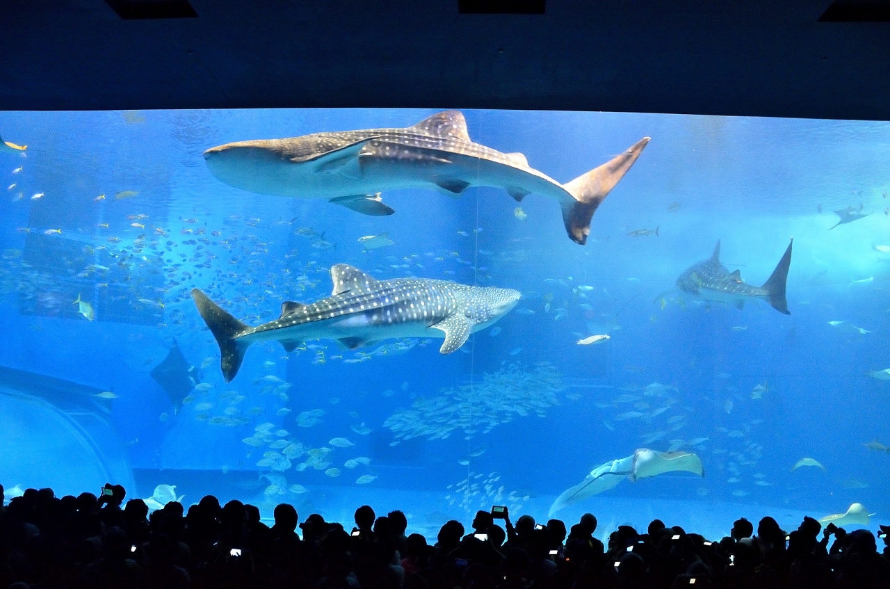 早春賦 沖縄紀行 美ら海水族館 美ら海 本部 今帰仁 沖縄県 の旅行記 ブログ By Montsaintmichelさん フォートラベル