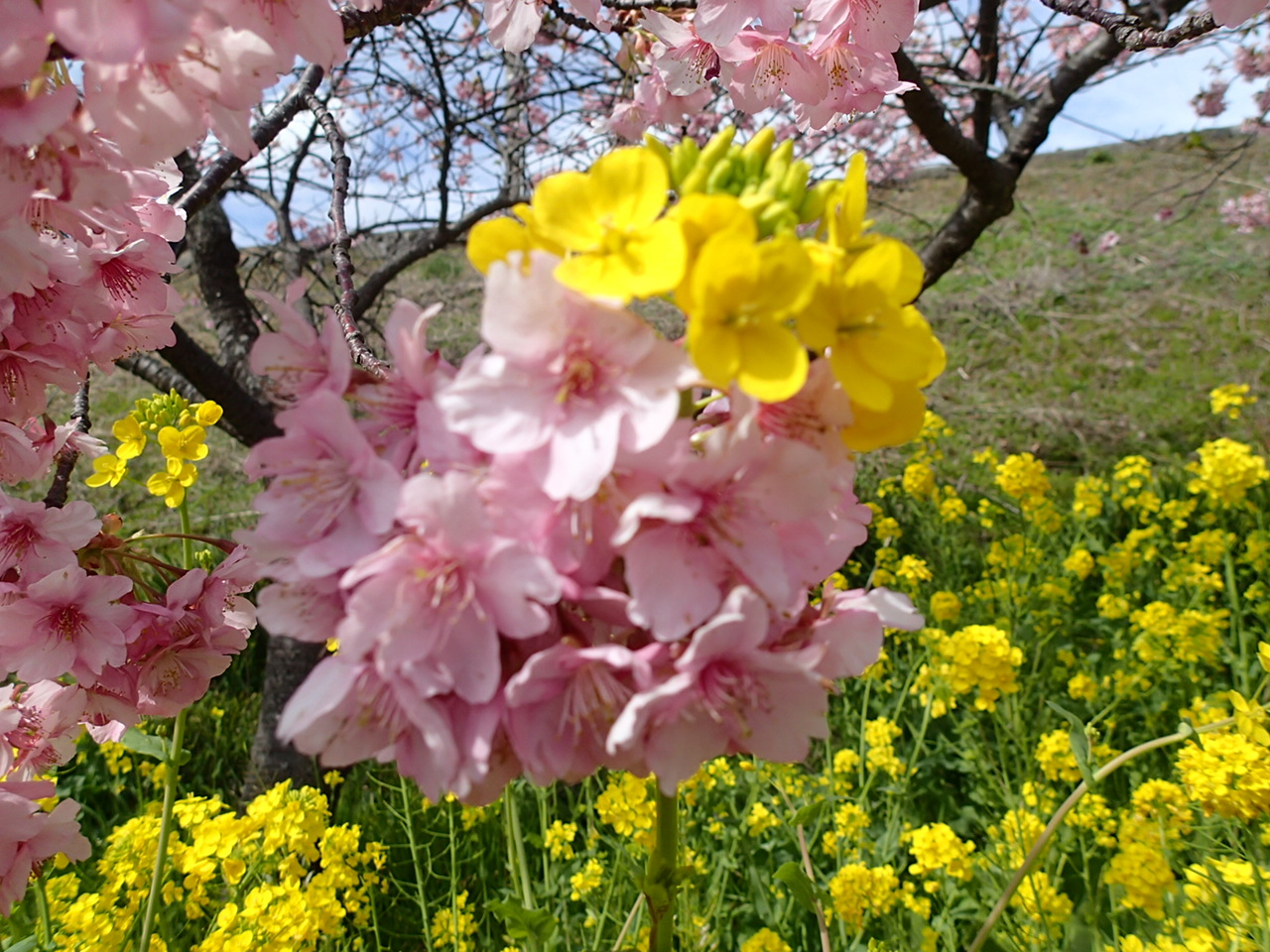 15 冬 伊豆 みなみの桜と菜の花まつり 河津桜まつり 河津温泉郷 今井浜 静岡県 の旅行記 ブログ By Kawaさん フォートラベル