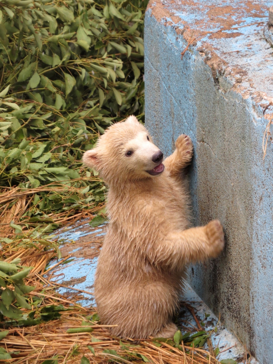 天王寺ホッキョクグマ紀行 miracle cub バフィンさんの娘ちゃんがいよいよ放飼場デビューです ミナミ 難波 天王寺 大阪 の旅行記 ブログ By Jilllucaさん フォートラベル 天王寺ホッキョクグマ紀行 miracle cub バフィンさんの娘ちゃんがいよいよ放飼場デビューです ミナミ 難波 天王寺 大阪 の旅行記 ブログ By Jilllucaさん フォートラベル