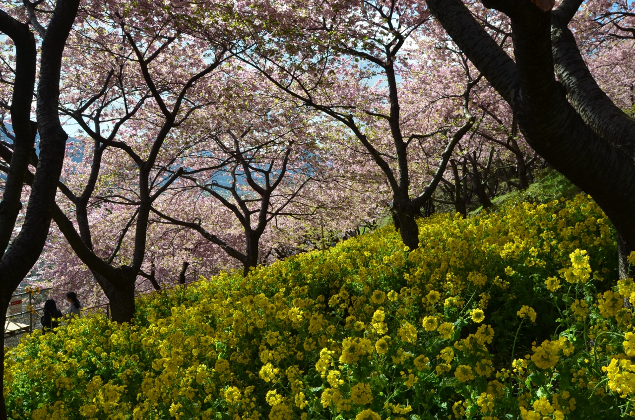 まつだ桜まつり 河津桜と菜の花 小田原 神奈川県 の旅行記 ブログ By Takeおじさん フォートラベル まつだ桜まつり 河津桜と菜の花 小田原 神奈川県 の旅行記 ブログ By Takeおじさん フォートラベル