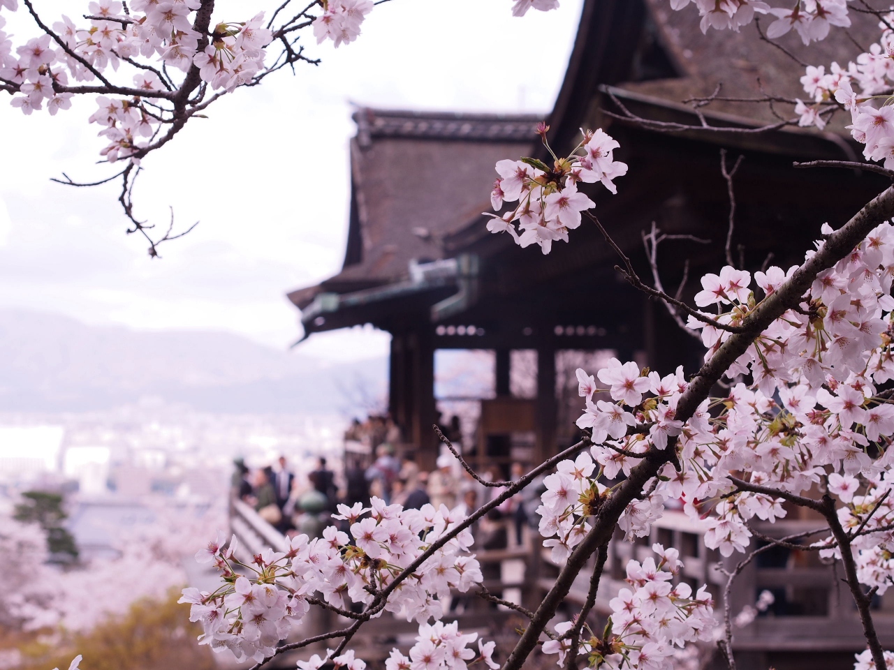 時期 京都 桜