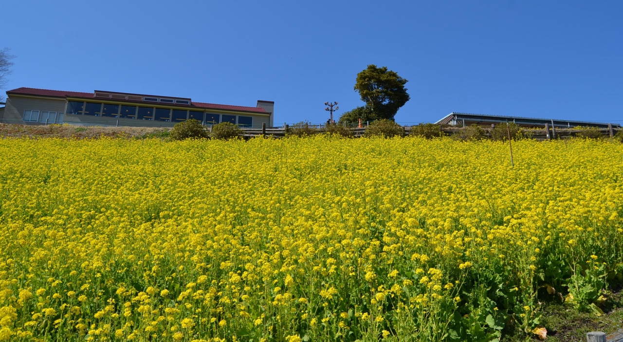 千葉 マザー牧場 春は菜の花畑 富津 千葉県 の旅行記 ブログ By Takeおじさん フォートラベル