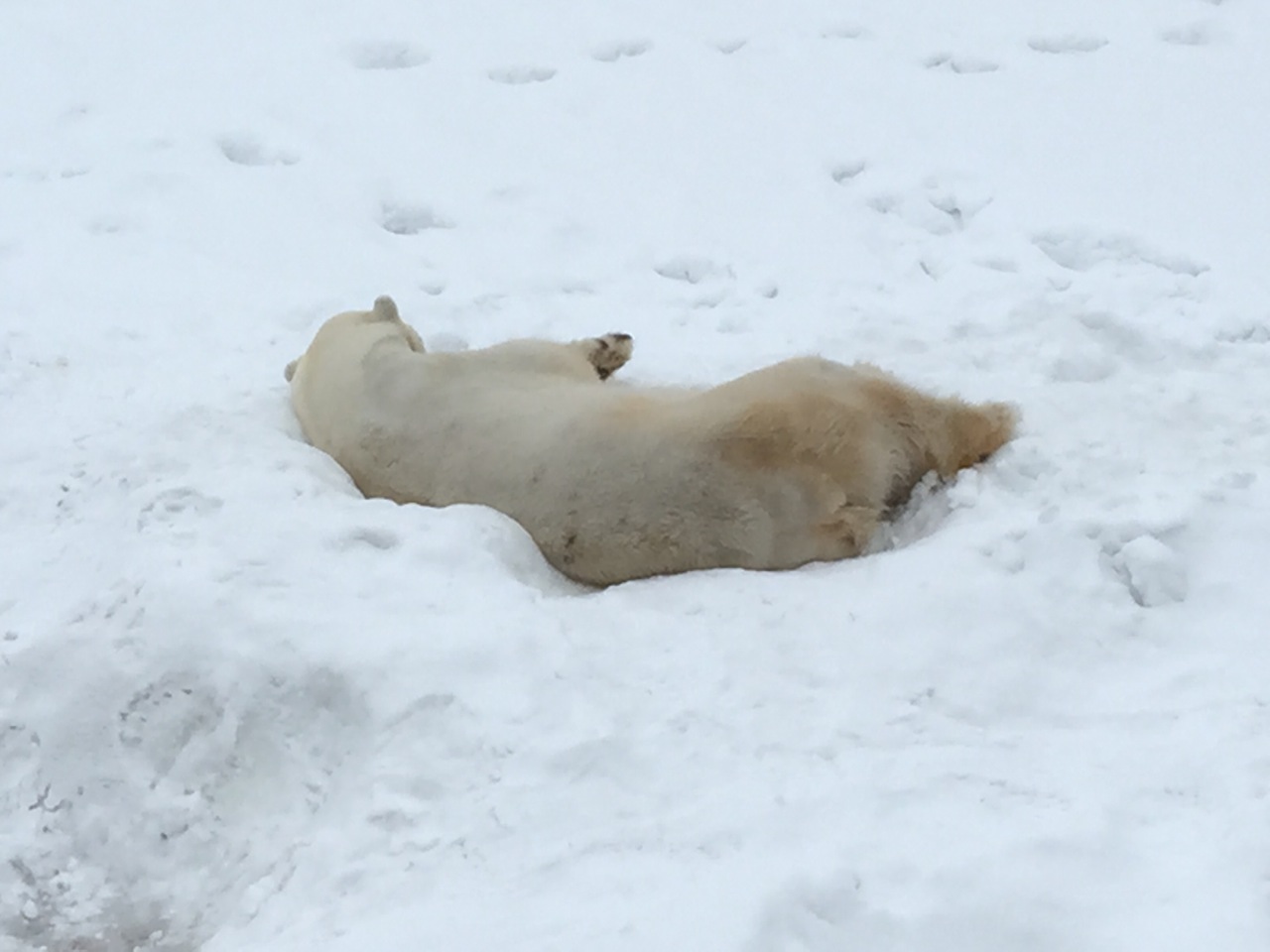 フィンランド ラップランド 6日目 ロバニエミ ラヌア動物園 ロバニエミ フィンランド の旅行記 ブログ By Lazy Butler 怠け者の執事 さん フォートラベル
