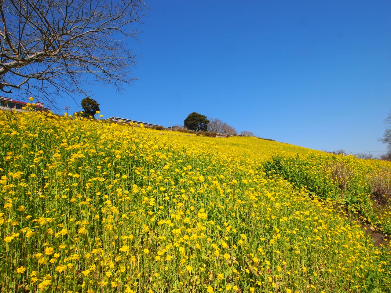 2015 春フェスタ開催中のマザー牧場は菜の花が満開だった 富津 千葉県 の旅行記 ブログ By くまこさん フォートラベル 2015 春フェスタ開催中のマザー牧場は菜の花が満開だった 富津 千葉県 の旅行記 ブログ By くまこさん フォートラベル