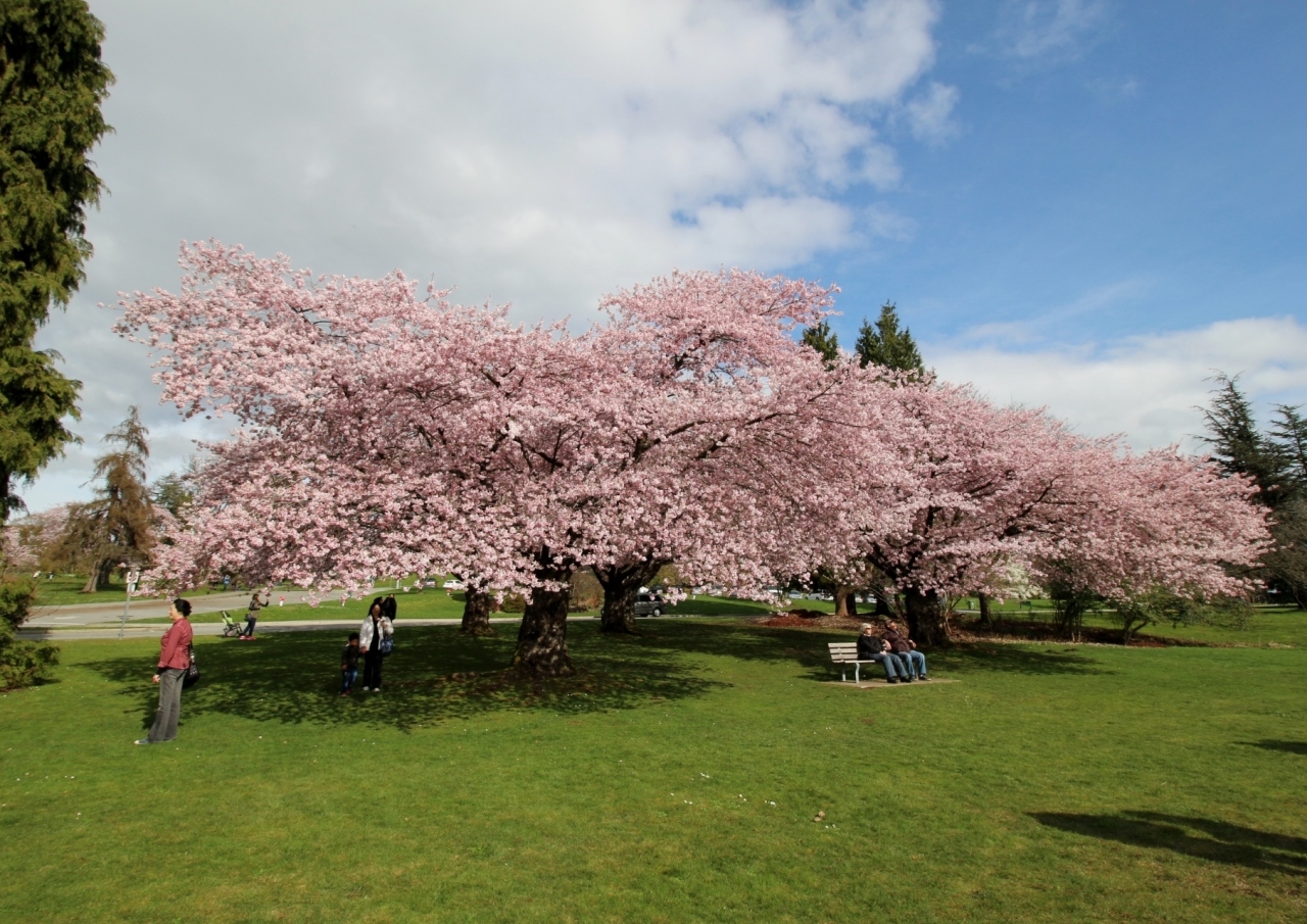 クイーン エリザベス公園 4回目 日本より一足早いお花見 五分咲きの桜 満開のコブシ バンクーバー カナダ の旅行記 ブログ By 昆虫博士さん フォートラベル