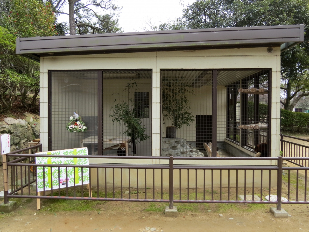 初春のレッサーパンダ紀行 ３ 姫路市立動物園 せまいながらも楽しい我が家 ミホちゃん ようこそ姫路へ 姫路 兵庫県 の旅行記 ブログ By Jilllucaさん フォートラベル