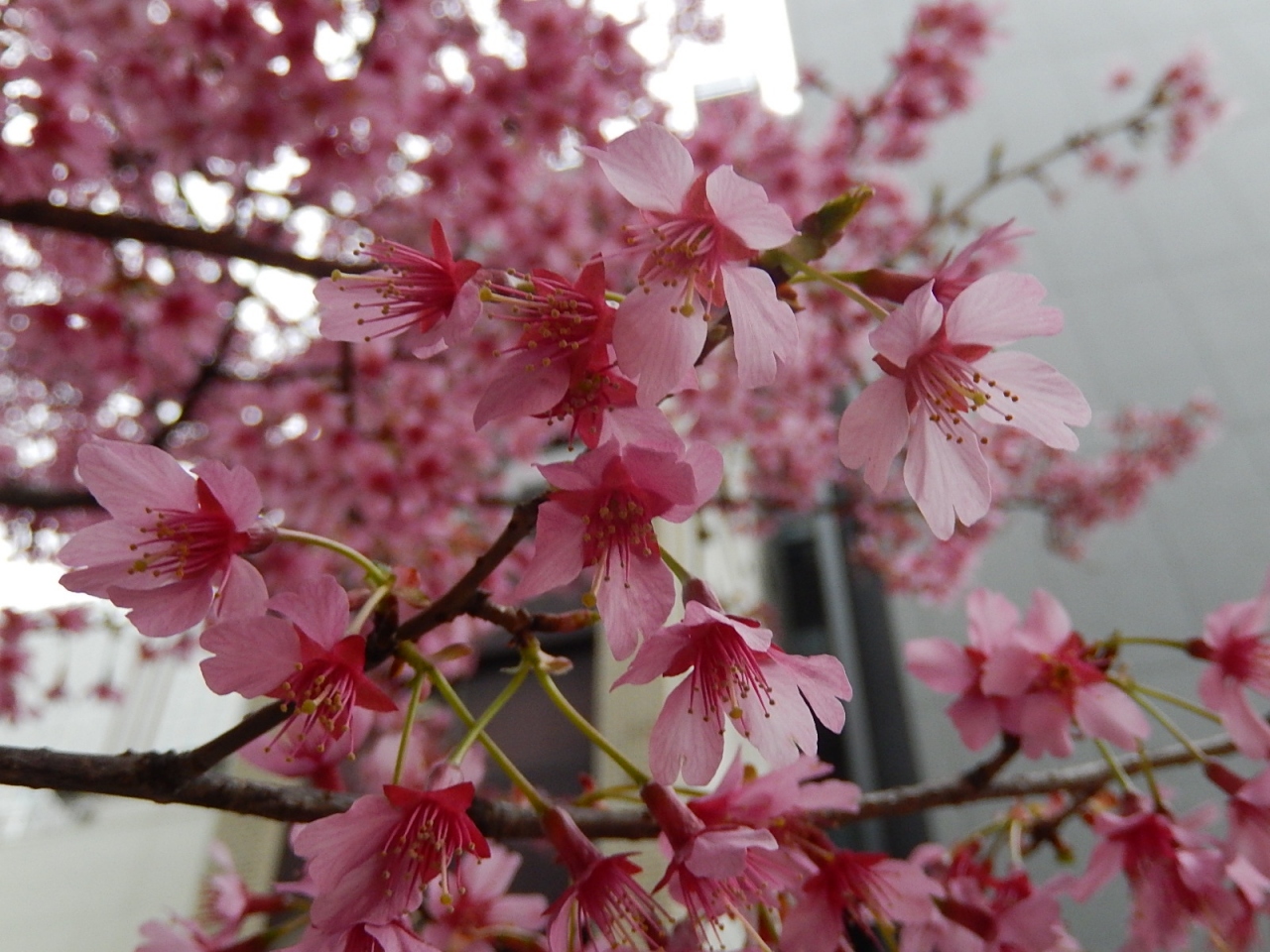 江戸桜通り付近で満開のオカメザクラを見る 日本橋 東京 の旅行記 ブログ By Tsunetaさん フォートラベル