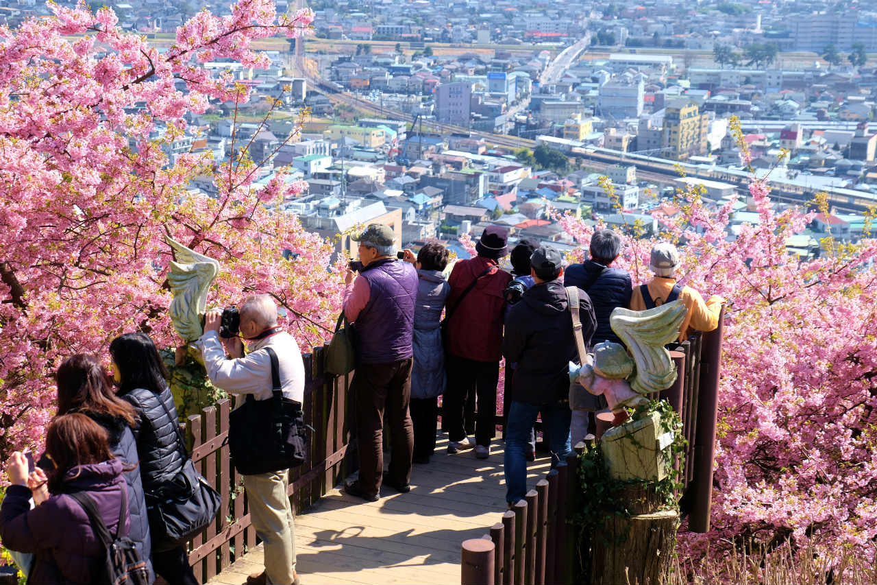 富士と桜と大パノラマ まつだ桜まつり 下 西平畑公園 絶景 秦野 松田 足柄 神奈川県 の旅行記 ブログ By 義臣さん フォートラベル
