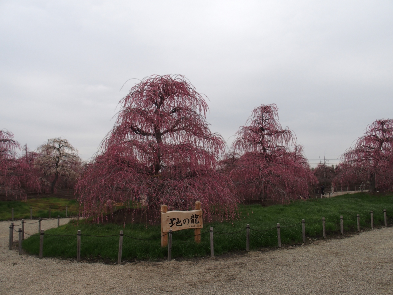 鈴鹿の森庭園梅まつり15 鈴鹿 三重県 の旅行記 ブログ By 名古屋のmisakoさん フォートラベル 鈴鹿の森庭園梅まつり15 鈴鹿 三重県 の旅行記 ブログ By 名古屋のmisakoさん フォートラベル
