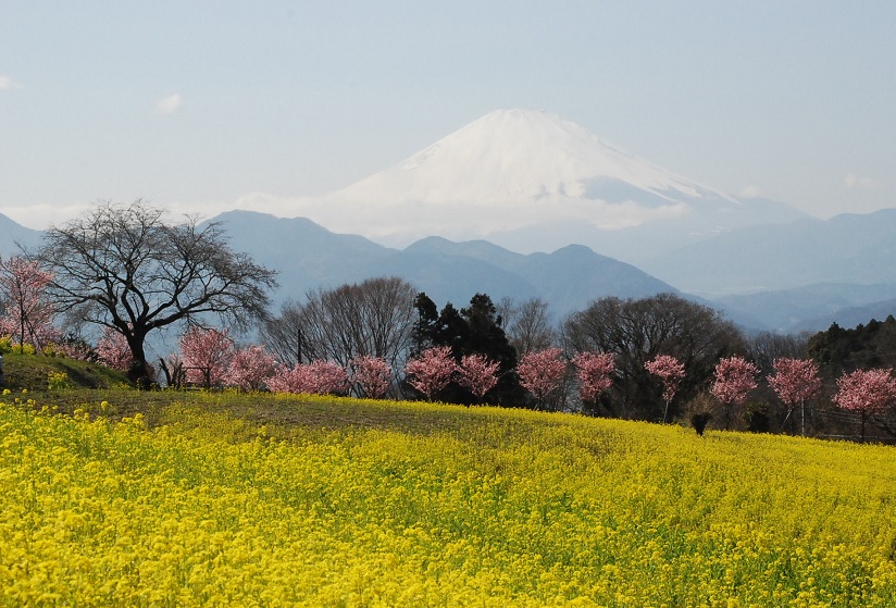 菜の花畑に浮かぶ富士山はまさに絶景 神奈川 秦野 松田 足柄 神奈川県 の旅行記 ブログ By かっちんさん フォートラベル