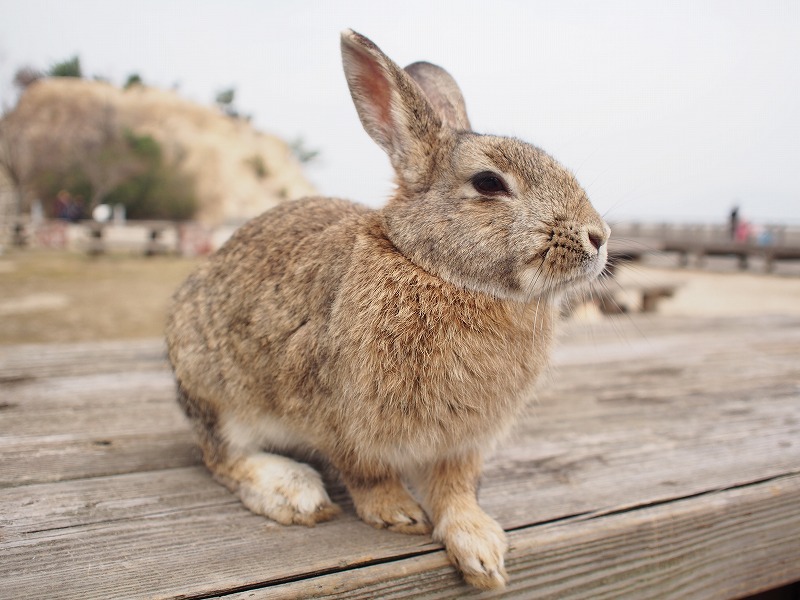 ６回目の大久野島 かわいいうさぎに癒されおいしい食事を楽しむ旅 竹原 広島県 の旅行記 ブログ By ４人目のふーさん フォートラベル