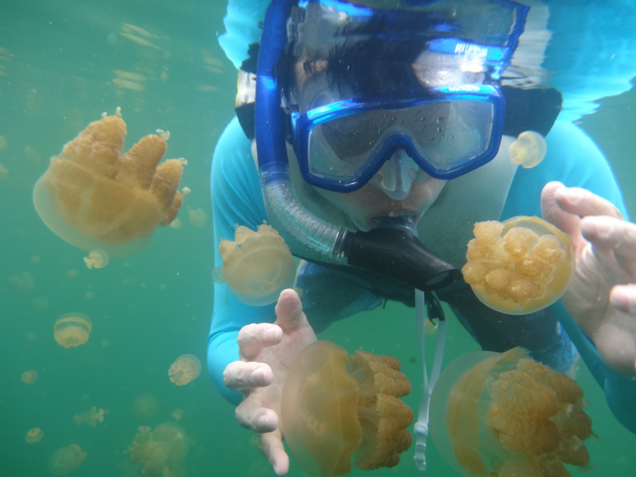 ジェリーフィッシュレイク Jellyfish Lake パラオ名物クラゲの湖 ミルキーウエイとカヤックのセットで現地ツアーに参加 パラオ パラオ の旅行記 ブログ By Raindanceさん フォートラベル
