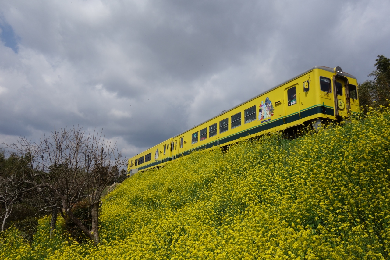 菜の花畑を走るいすみ鉄道と小湊鉄道 いすみ 大多喜 千葉県 の旅行記 ブログ By みささん フォートラベル