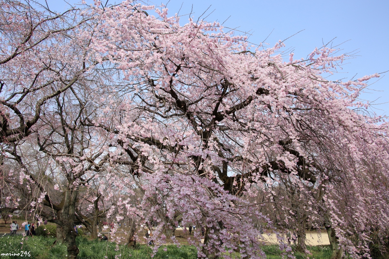 咲いた 咲いた 桜が咲いた 新宿御苑の早咲きの桜が見ごろを迎えましたよ 新宿 東京 の旅行記 ブログ By Morino296さん フォートラベル 咲いた 咲いた 桜が咲いた 新宿御苑の早咲きの桜が見ごろを迎えましたよ 新宿 東京 の旅行記 ブログ By Morino296さん フォートラベル