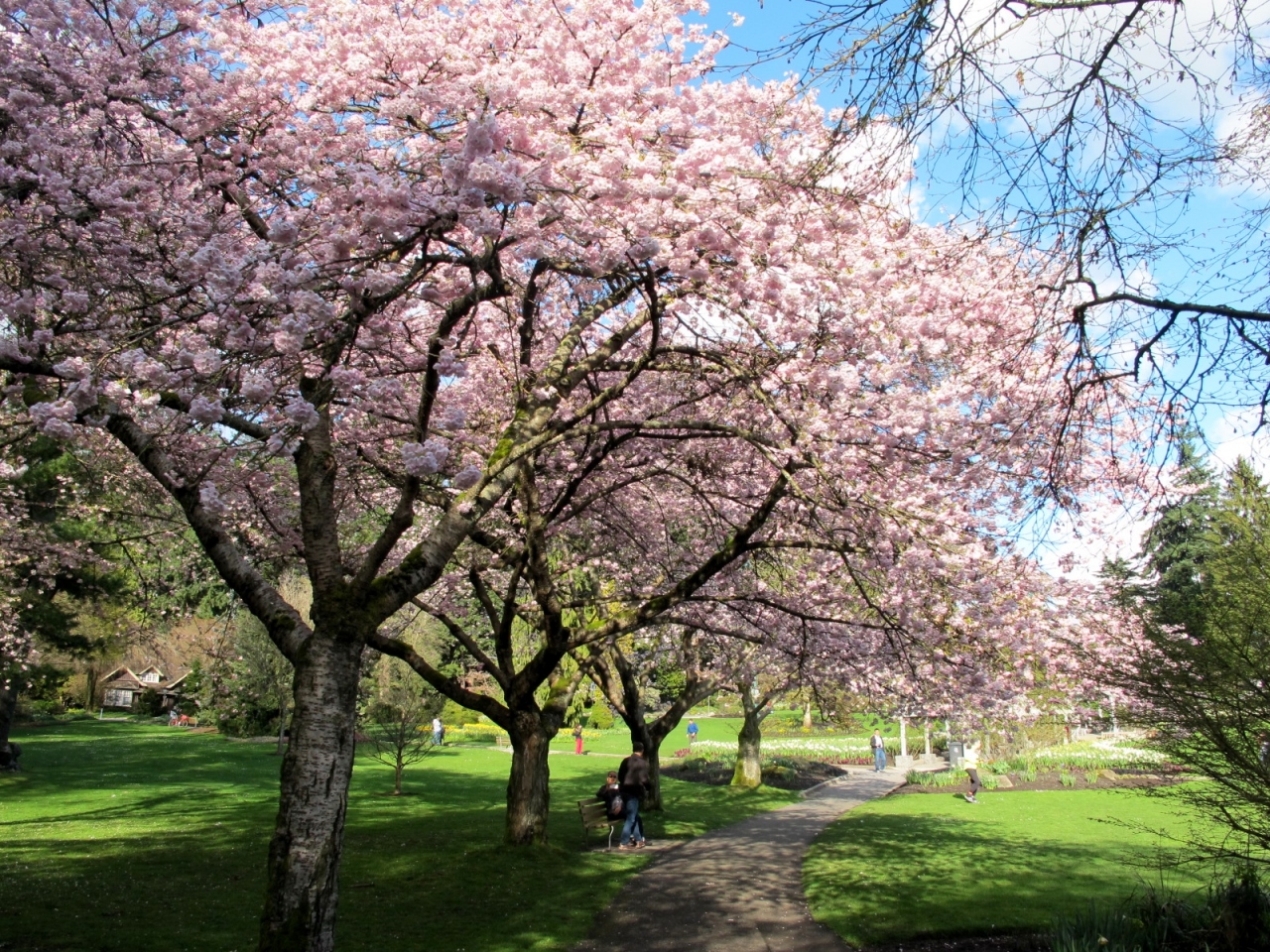 スタンレー公園 5回目 満開の桜 春の花々 黄昏のイングリッシュ ベイ バンクーバー カナダ の旅行記 ブログ By 昆虫博士さん フォートラベル