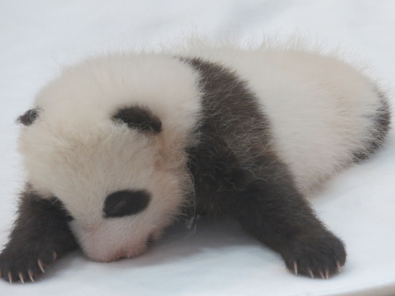 アドベンチャーワールドのパンダの双子の赤ちゃん見学と温泉 2 南紀白浜 和歌山県 の旅行記 ブログ By Youmeiさん フォートラベル アドベンチャーワールドのパンダの双子の赤ちゃん見学と温泉 2 南紀白浜 和歌山県 の旅行記 ブログ By Youmeiさん フォートラベル