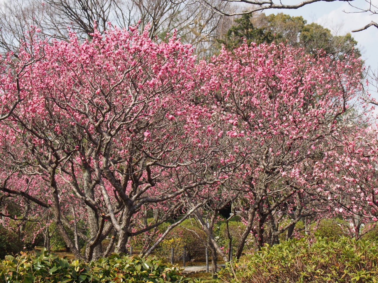 京都 山科 小野の随心院ではねずの梅を観る 山科 京都 の旅行記 ブログ By ティコママさん フォートラベル 京都 山科 小野の随心院ではねずの梅を観る 山科 京都 の旅行記 ブログ By ティコママさん フォートラベル