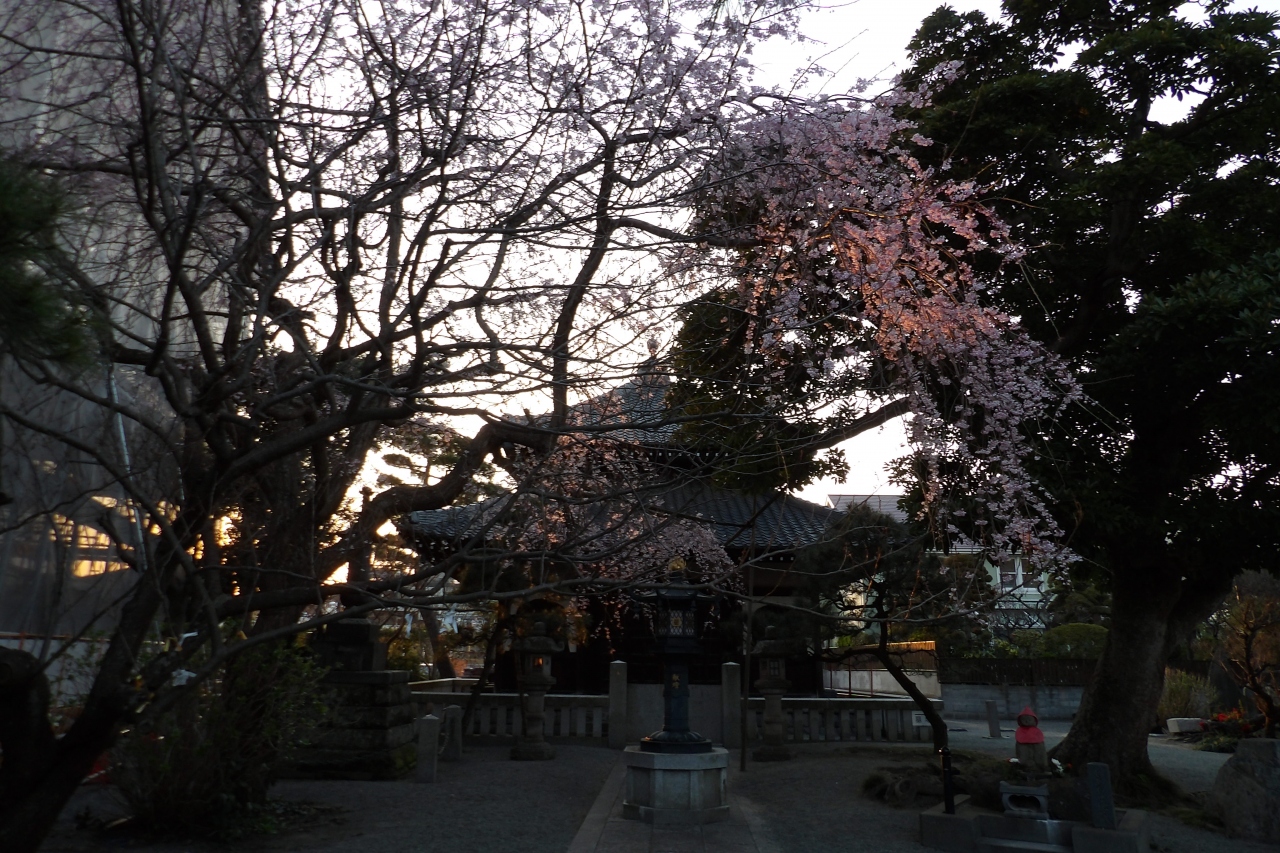 鎌倉 本覚寺の枝垂れ桜が見頃になりつつあります 鎌倉 神奈川県 の旅行記 ブログ By ドクターキムルさん フォートラベル 鎌倉 本覚寺の枝垂れ桜が見頃になりつつあります 鎌倉 神奈川県 の旅行記 ブログ By ドクターキムルさん フォートラベル