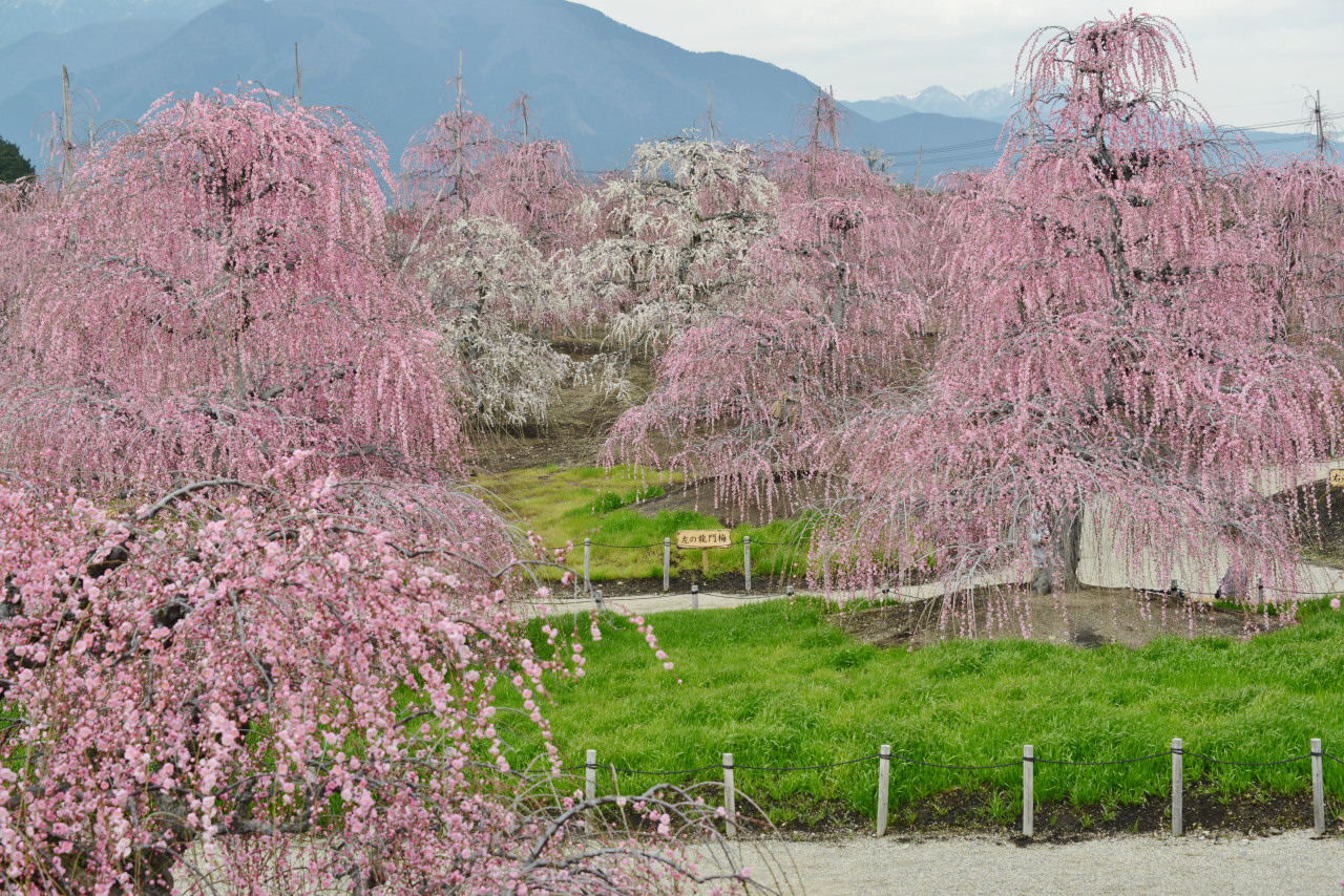 三重県で梅まつりを楽しむ 鈴鹿 三重県 の旅行記 ブログ By Punchmsさん フォートラベル 三重県で梅まつりを楽しむ 鈴鹿 三重県 の旅行記 ブログ By Punchmsさん フォートラベル