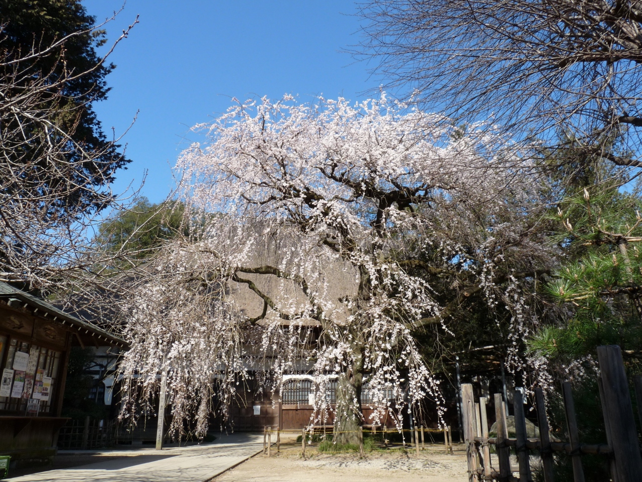 茂林寺のしだれ桜 15 群馬県 館林市 館林 群馬県 の旅行記 ブログ By Minamicazeさん フォートラベル 茂林寺のしだれ桜 15 群馬県 館林市 館林 群馬県 の旅行記 ブログ By Minamicazeさん フォートラベル