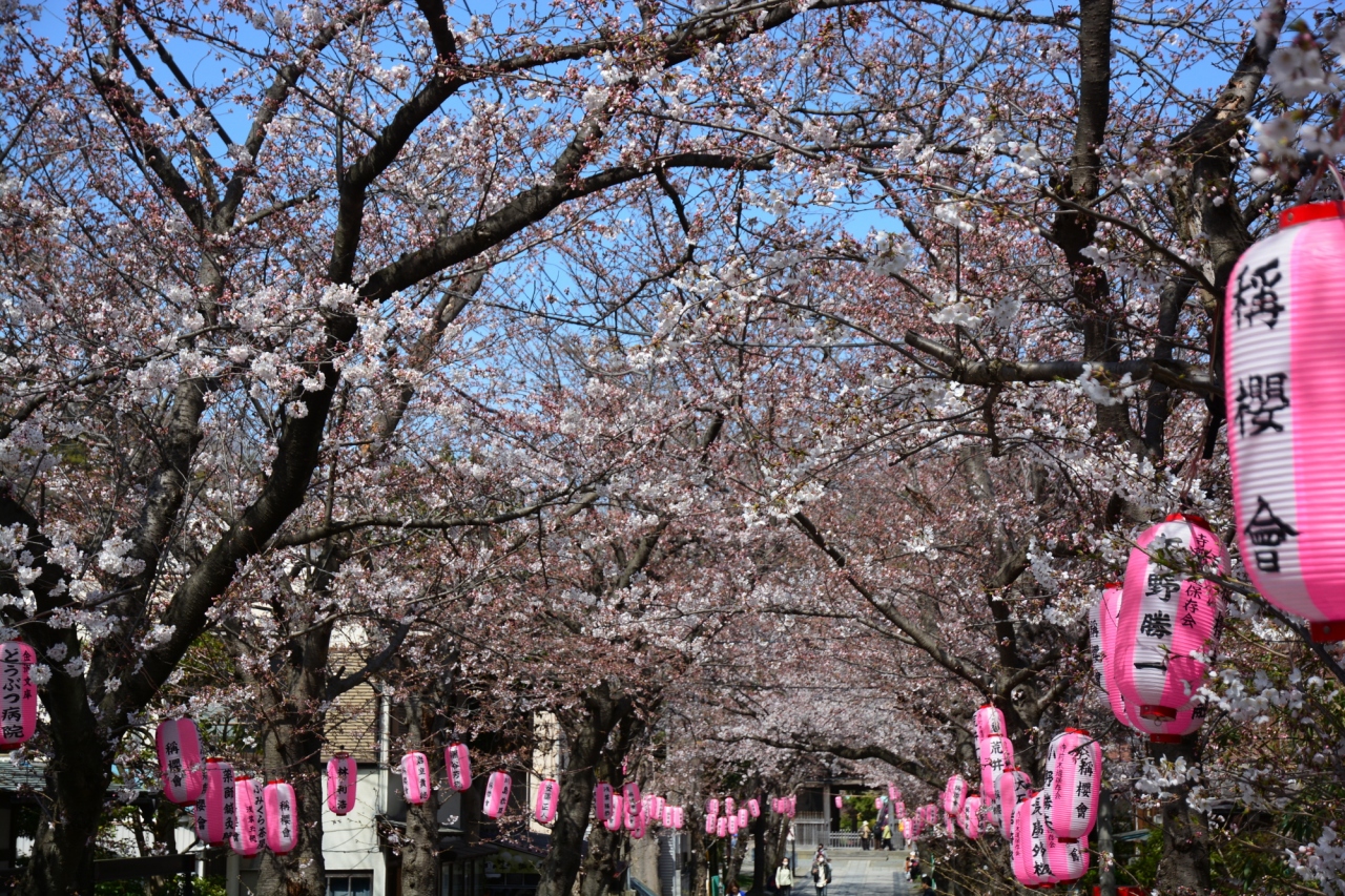 2015年3月28日 横浜 金沢文庫 称名寺の桜の開花は2分咲きでしたが 気持ちよく お花見しました 翌日は もう6 7分咲きで びっくり 八景島 神奈川県 の旅行記 ブログ By ふらっとちょっとさん フォートラベル 2015年3月28日 横浜 金沢文庫 称名寺の桜の開花は2分咲きでしたが 気持ちよく お花見しました 翌日は もう6 7分咲きで びっくり 八景島 神奈川県 の旅行記 ブログ By ふらっとちょっとさん フォートラベル