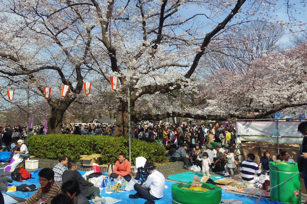 ２０１５年 お花見のチャンスは今日 隅田公園 上野公園 谷中へ 上野 御徒町 東京 の旅行記 ブログ By 夏への扉さん フォートラベル