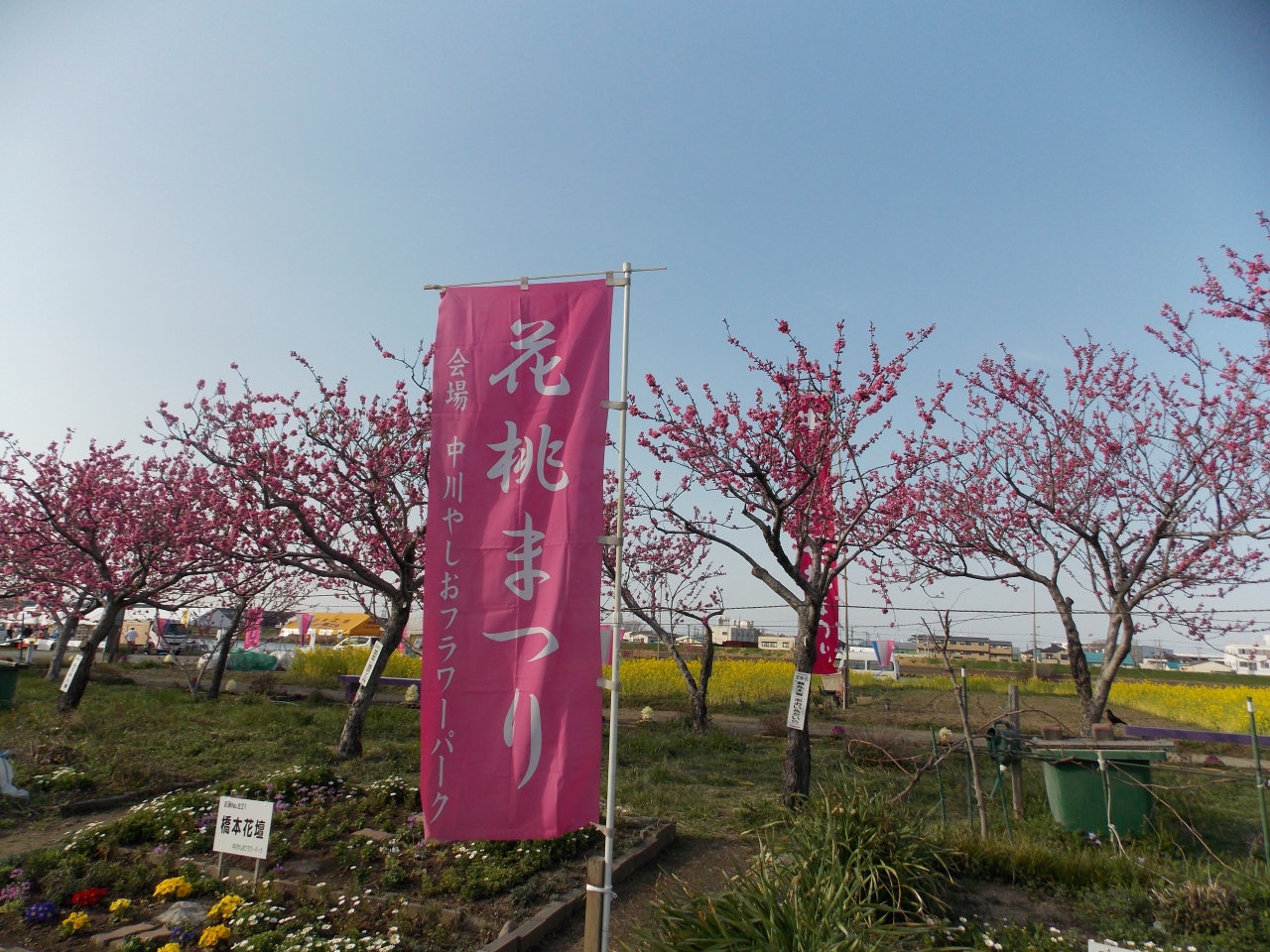 中川フラワーパーク 花桃まつり 埼玉県の旅行記 ブログ By Rimoさん フォートラベル 中川フラワーパーク 花桃まつり 埼玉県の旅行記 ブログ By Rimoさん フォートラベル
