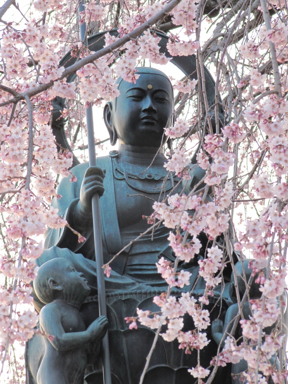 桜遠からじ でも日没前に急いで見に行った常楽寺のしだれ桜 川越 埼玉県 の旅行記 ブログ By まみさん フォートラベル