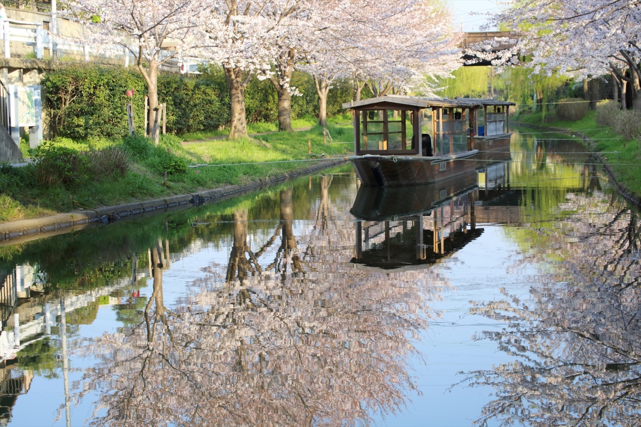 京都を歩く 223 山科 伏見 宇治 桜めぐり 伏見 京都 の旅行記 ブログ By ぺこにゃんさん フォートラベル