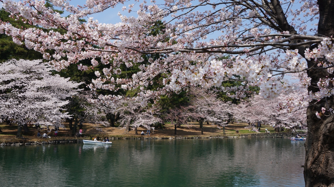 群馬 桜 群馬県庁 前橋公園 敷島公園 前橋 群馬県 の旅行記 ブログ By Xxxyさん フォートラベル