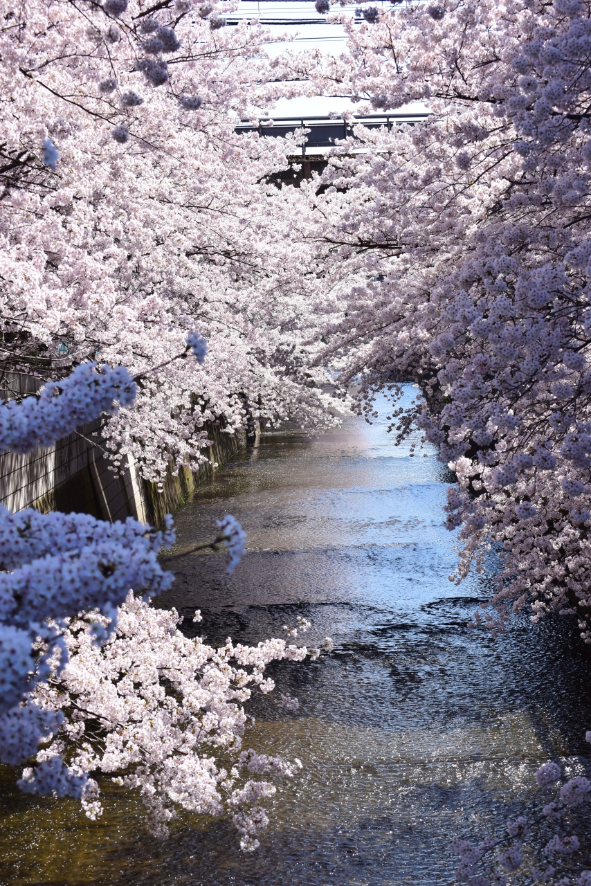 ぶらっと桜満開な神田川 春の うら ら の 神田川 新宿 東京 の旅行記 ブログ By ぬきじゅんさん フォートラベル ぶらっと桜満開な神田川 春の うら ら の 神田川 新宿 東京 の旅行記 ブログ By ぬきじゅんさん フォートラベル