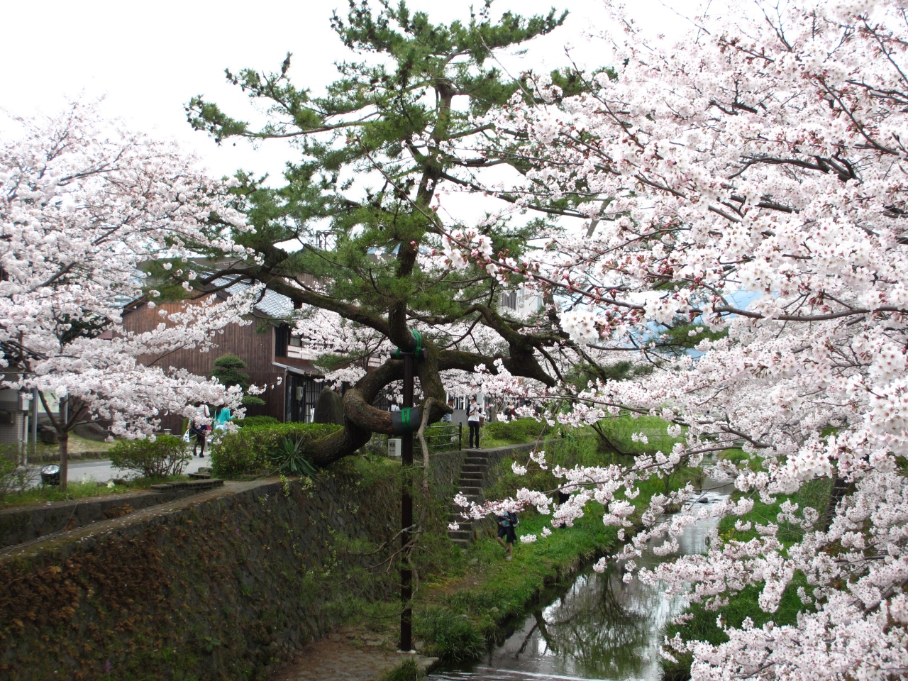 15年 山口市 美術展と一の坂川の桜を見ながら散歩 山口市 山口県 の旅行記 ブログ By イロコさん フォートラベル