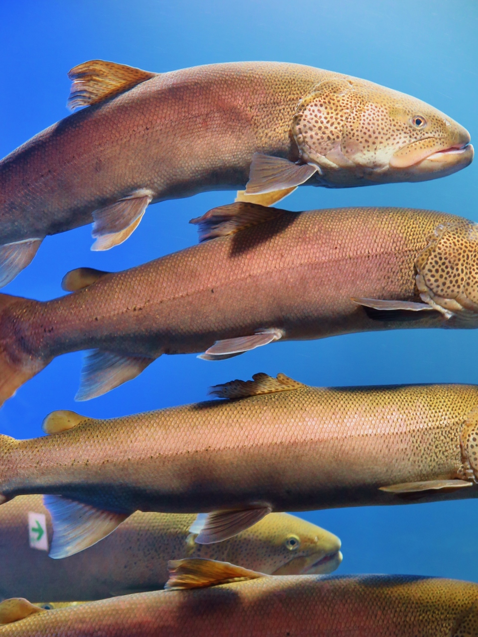 北の大地の水族館c イトウを展示する水槽 幻の大魚４０匹も 堂々の風格を漂わせ 温根湯 北海道 の旅行記 ブログ By マキタン２さん フォートラベル